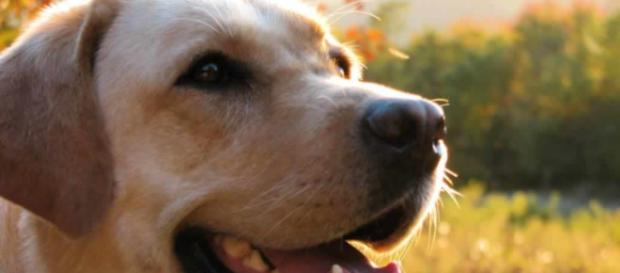 Bimbo vive tra escrementi di cane Bimbo vive tra escrementi di cane
