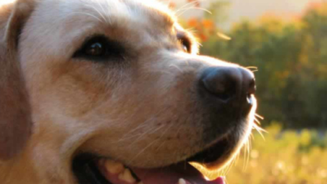 Bimbo vive tra escrementi di cane
