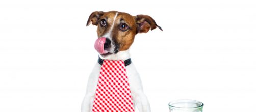 Consejos de alimentación para perros - blogmascotas.com