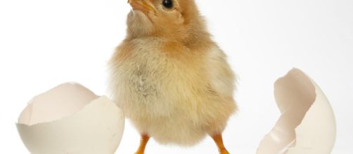 Meglio un'uovo oggi o la gallina domani?