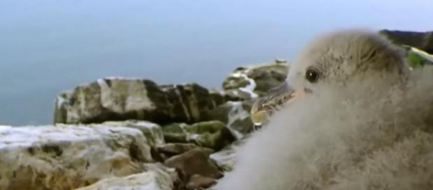 Fulmar chicks projectile vomit dealdy oil on predatory seabirds - Image credit - Zapping Sauvage | YouTube Fulmar chicks projectile vomit dealdy oil on predatory seabirds - Image credit - Zapping Sauvage | YouTube