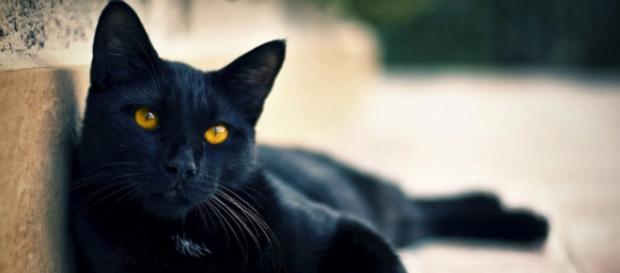 Gato León vai à fonte secreta e vê que tem uma intrusa no local Gato León vai à fonte secreta e vê que tem uma intrusa no local