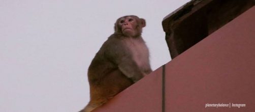 Monkeys in Agra kill babies and even adults - Image credit - planetarybalance| Instagram
