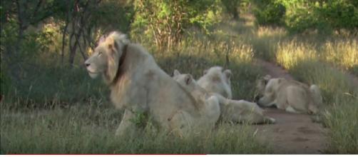 The return of the white lion. [Image source/Lion Mountain TV YouTube video]