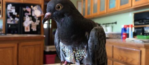 A bird rescue centre in Arizona, USA is trying to find the owner of the "Rhinestone Pigeon." [Image @MariaHechanova/Twitter]