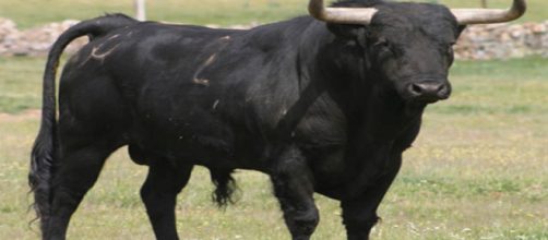 Belluno, veterinario 52enne incornato e ucciso da un toro imbizzarrito