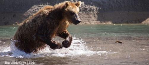 Bear attacks on the rise in Siberia - Image credit - Harald Deischinger | Flickr