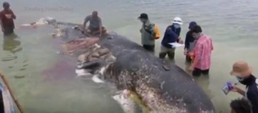 Dead whale had ingested '6kg of plastic'. [Image source/ Breaking News Today YouTube video]