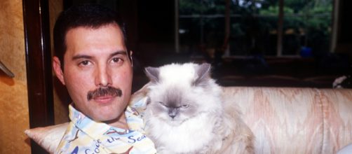 Freddie Mercury's Cats In Real Life Were Just As Spoiled As ... - bustle.com