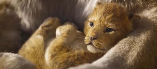 Simba the lion cub in the reboot of "The Lion King" [Image Walt Disney Studios/YouTube]