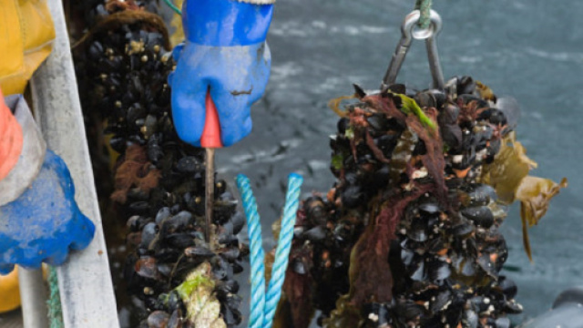 Cozze contaminate da diossina e vendute in tutta Italia.