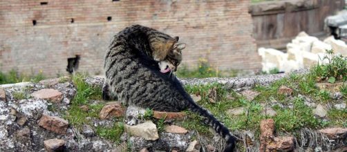 Torre Argentina is where Julius Caesar died, but now is home to dozens of cats. [Image Andou/Wikimedia]