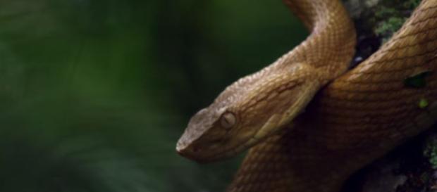 Brazil's deadly island golden lancehead snakes - Nat Geo WILD | YouTube Brazil's deadly island golden lancehead snakes - Nat Geo WILD | YouTube