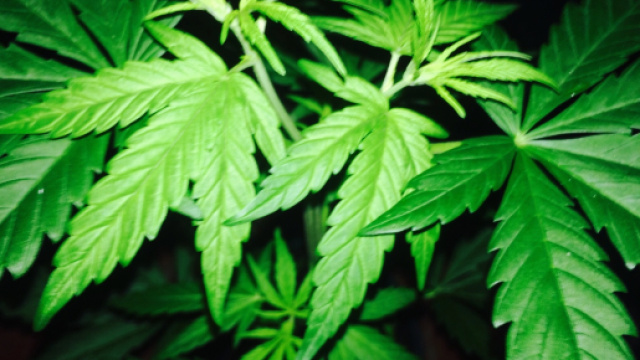 Cannabis, Pot and Marijuana May Not Harm Physical Health | Time - time.com