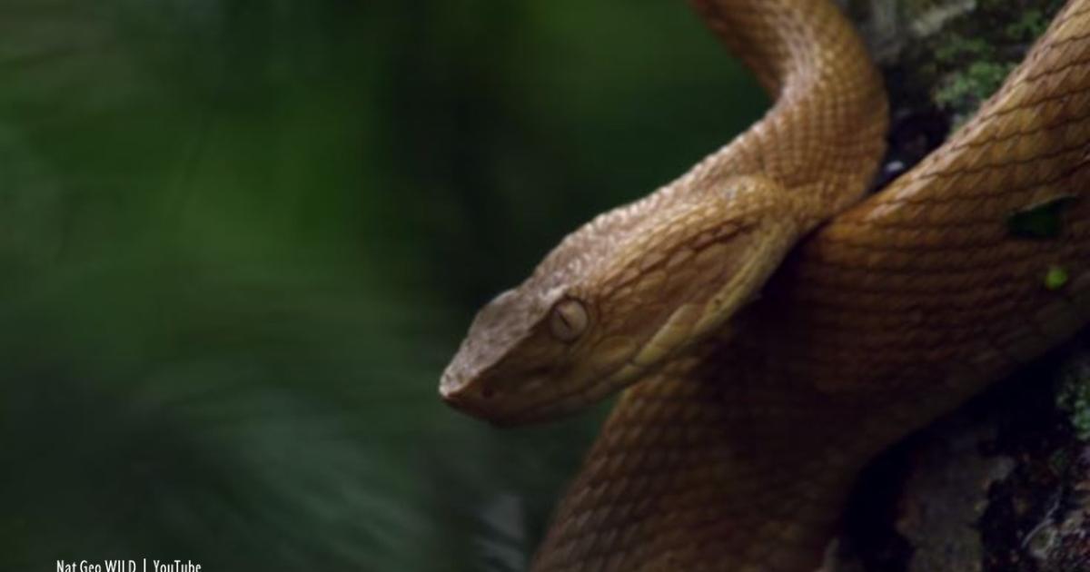 Brazil: Deadly island infested with highly venomous snakes, visitors banned