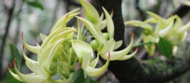 Flore de Madagascar : une richesse endémique - Office National du ... - madagascar-tourisme.com Flore de Madagascar : une richesse endémique - Office National du ... - madagascar-tourisme.com