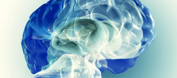 Scoperta una nuova zona nel cervello umano - fanpage.it Scoperta una nuova zona nel cervello umano - fanpage.it