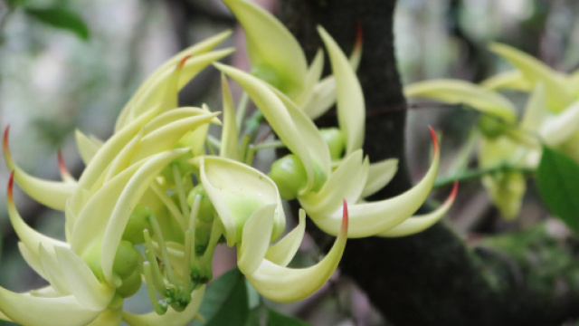 Flore de Madagascar : une richesse endémique - Office National du ... - madagascar-tourisme.com