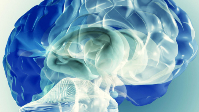 Scoperta una nuova zona nel cervello umano - fanpage.it