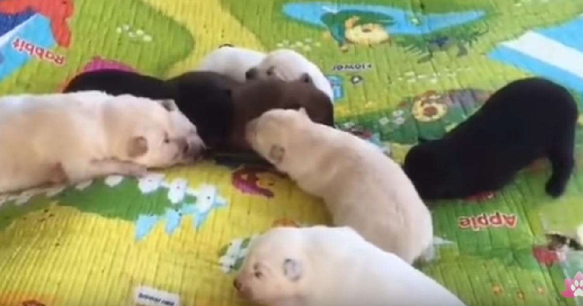 Kim Jongun gifted a pair of hunting dogs to Moon Jaein, the dogs have