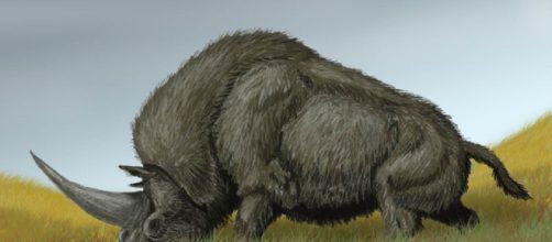 L'unicorno siberiano potrebbe aver condiviso una parte della sua esistenza con i primi uomini moderni