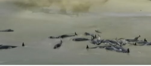 Over 140 whales die after being stranded on New Zealand beach. [Image source/Guardian News YouTube video]