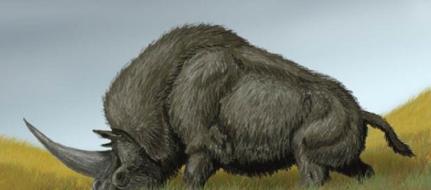L'unicorno siberiano potrebbe aver condiviso una parte della sua esistenza con i primi uomini moderni L'unicorno siberiano potrebbe aver condiviso una parte della sua esistenza con i primi uomini moderni