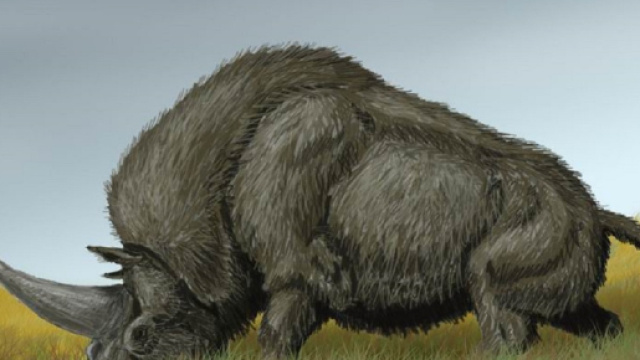 L'unicorno siberiano potrebbe aver condiviso una parte della sua esistenza con i primi uomini moderni