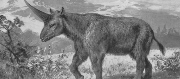 Sibarian Unicorn - Prehistoric Animals from 1908 in Tierbuch by Wilhelm Bolsche | Wikimedia Sibarian Unicorn - Prehistoric Animals from 1908 in Tierbuch by Wilhelm Bolsche | Wikimedia