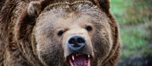 Canada: orso grizzly uccide mamma e figlia.