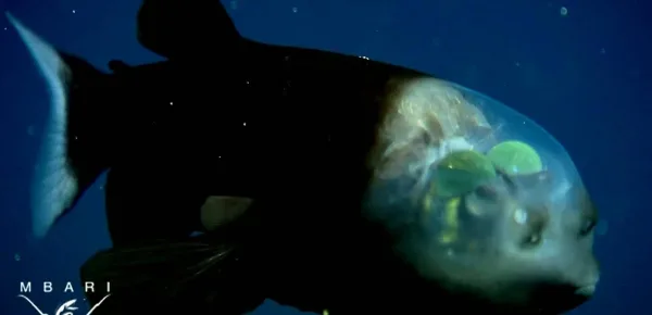 Macropinna microstoma: A deep-sea fish with a transparent head Image - MBARI via National Geographic | YouTube