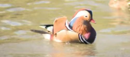 The multicolored Mandarin duck in New York Central Park [Image courtesy – PIX11 News YouTube video]