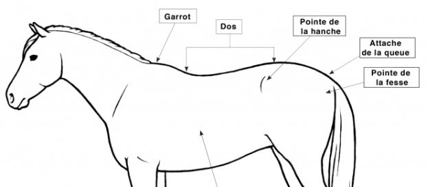 Conseil National Pour Les Soins Aux Animaux d'Élevage - Code de ... - nfacc.ca Conseil National Pour Les Soins Aux Animaux d'Élevage - Code de ... - nfacc.ca
