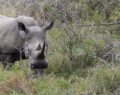 5 delightful video clips of baby rhinos