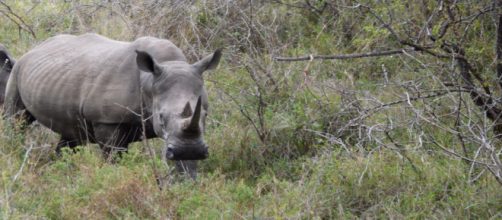Rhinos are endangered and facing extinction - Image credit - Jane Flowers | Own Work