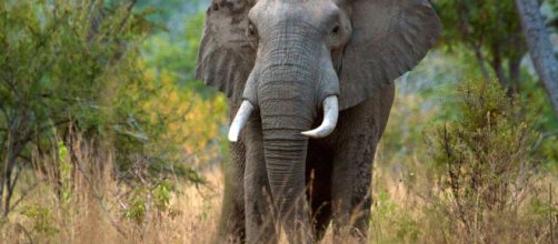 Elephants could disappear from Tanzania World Heritage site within ... - panda.org