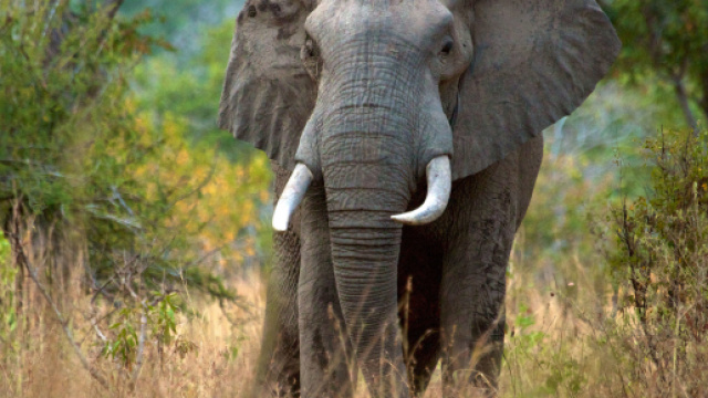 Elephants could disappear from Tanzania World Heritage site within ... - panda.org