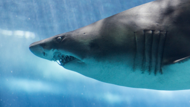 Australia, uomo ucciso da squalo: &egrave; la seconda vittima di quest'anno