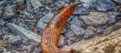 Slug kills young man in Australia after he ate it - image credit - Analogicus | Pixabay