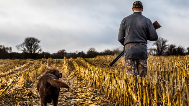 Sfondi : cane, a caccia, cacciatore, fucile da caccia, mans ... - wallhere.com