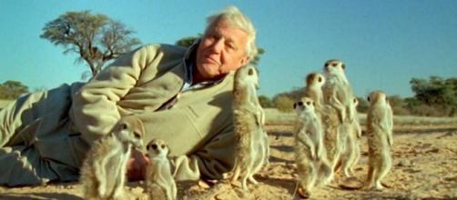 Netflix will be streaming the nature documentary "Our Planet" with Sir David Attenborough. [Image Paul Reeves/Vimeo]