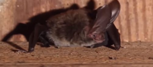 Man dies of Rabies in Utah, may have been bitten by a bat - Image credit - Free School | YouTube