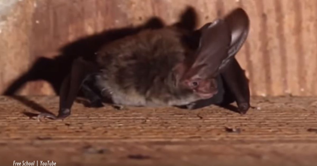 Utah First person to die of rabies in 70 years may have caught it from bats