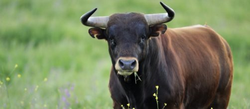 Salerno: un imprenditore è stato aggredito da un toro, immediato ... - booble.it