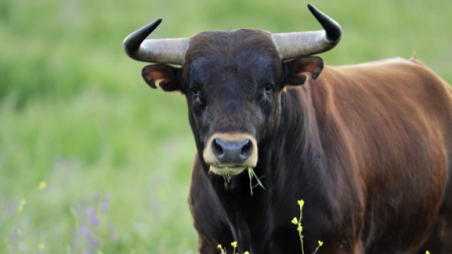 Salerno: un imprenditore è stato aggredito da un toro, immediato ... - booble.it