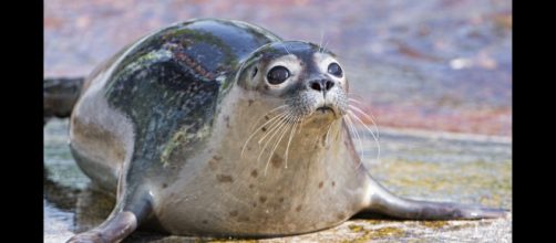 A seal looking cute. - [Tambako the Jaguar / Flickr]