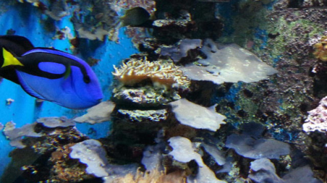 GITE - Acquario di Trieste | Associazione INSIEME SI PUÒ Onlus - Reana - associazioneinsiemesipuo.it