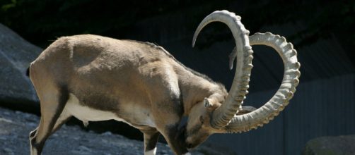 Oroscopo del 2019 per il Capricorno