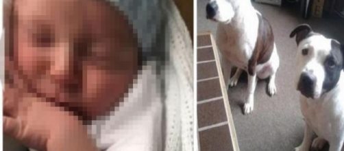 Regno Unito, un bimbo di un mese muore sbranato da due cani