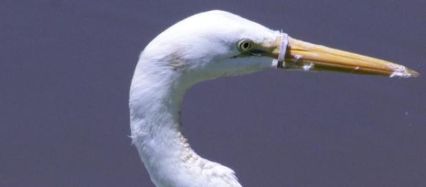 Objeto de plástico impedia a ave de se alimentar (Crédito: Arquivo Pessoal/Gledson Barros) Objeto de plástico impedia a ave de se alimentar (Crédito: Arquivo Pessoal/Gledson Barros)